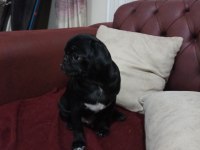 3 aylık siyah pug günü gelen aşıları yapıldı