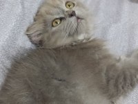 6 aylık british shorthair