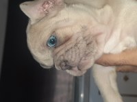 French bulldog erkek