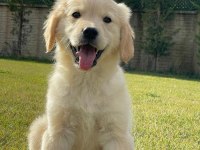 Golden Retriever Bebeklerimiz Üst Kalite