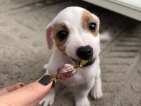 Muhteşem ırk güzeli jack russell yavrular
