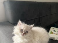 DÜNYALAR TATLISI 3 ADET YAVRU BRİTİSH TESLİME HAZIR