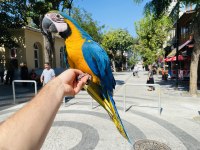 EVCİL EĞİTİMLİ KONUŞAN SARI LACİVERT MACAW PAPAĞANI
