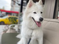 9 Aylık Eğitimli Dişi Samoyed Sahiplendirme