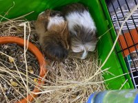 Guinea pig yavrular ele alışkın