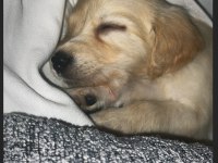 Çok akıllı 2 aylık dişi prenses golden retriever