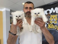 ORJİNAL IRK YAVRU KEDİLER MAGAZAMIZDA CANLI GÖRÜN ANK