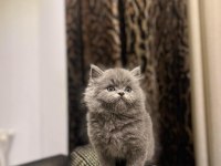 BRITISH LONGHAIR SEVİMLİ YAVRULARIM 