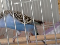 Erkek muhabbet kuşu açıklama okuyunuz