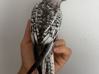 Albino ve Wf pearl sultan papağanı yavruları