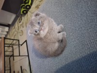 Eşsiz bir güzellik Scottish Fold
