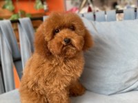 RED BROWN TOY POODLE