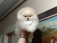 Üst Kalite Sıfır Burun Pomeranian Boo Ayıcık