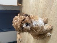 2,5 aylık güzel gözlü shih tzu kızlarım