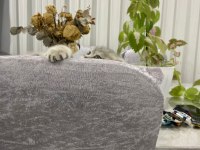 Scottish fold yavru 1 aylık