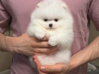 Pomeranian Boo Teddy Bear Yavrulardan Biri İçin Ulasın