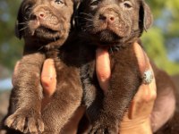Labrador Redriever Küt Burun Sevimli Yavrular 