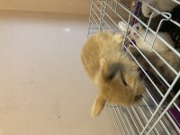 Orijinal Teddy Lop yavru tavşanımız Sahiplendirilecek