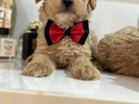 Maltipoo Yavrum 55 Günlük