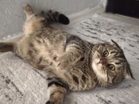 ÜCRETSİZ SAHİPLENDİRME SCOTTİSH FOLD KEDİMİZ