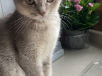 british shorthair Yavrumuz yeni yuvasını bekliyor