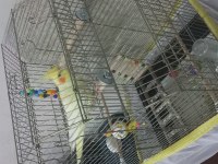 Sultan papağanı 4 aylık