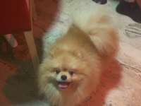 Uygun yetişkin erkek pomeranian boo