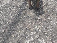Malinois orjinal