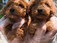 Red toy poodle bebekler