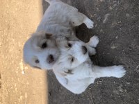 Maltese border collie yavrularım yeni sahiplerini bekliyor
