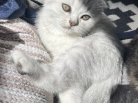 Yavru Scottish Fold Kedisi