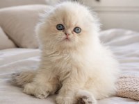 British Longhair Erkek