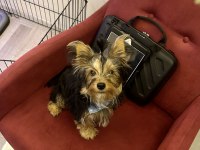 Yorkshire Terrier 5 Aylık