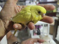Yuvadan Çıkan Yeni Muhabbet Kuşu Yavrular