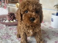 Toy poodle 2 aylık erkek aşılı tuvalet eğitimli
