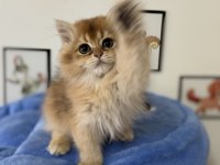 Ankarada ziyarete açık golden british longhair