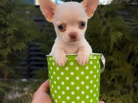 Oyuncak Gibi Mini Boy Wc Eğitimli Chihuahua