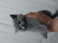 Yavrularımız gitmeye hazır british shorthair