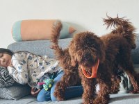 Erkek uygun poodle