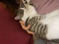 ACİL YUVA KEDİMİZE SOKAKTA YAPAMAZ