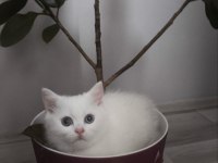 British Shorthair Kedilerimiz