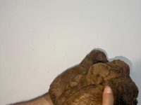 Toy poodle sağlık garantili