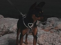 Pinscher 10 aylık köpeğimiz