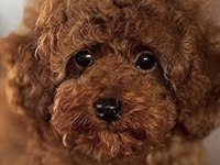 TOY POODLE KORE MİNYATÜR HEPSİ MEVCUT