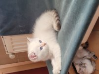 Saf kan british shorthair dişi yavru