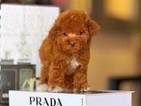 Tatlı Toy Poodle Bebeklerimiz