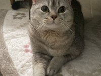 Bulut, british shorthair silver shaded