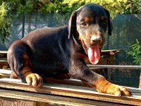 Şecereli Safkan Anne Babadan 2 Aylık Doberman Yavruları