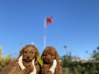 Mükemmel Ufacık Toy Poodle Yavrularım
