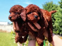 Toy Poodle yavrular ruhsatlı çiftlikten